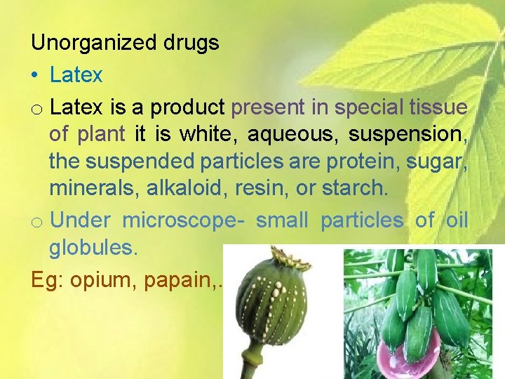 Unorganized drugs • Latex o Latex is a product present in special tissue of