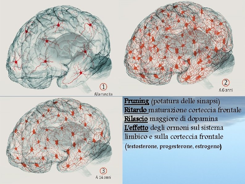 Pruning (potatura delle sinapsi) Ritardo maturazione corteccia frontale Rilascio maggiore di dopamina L'effetto degli