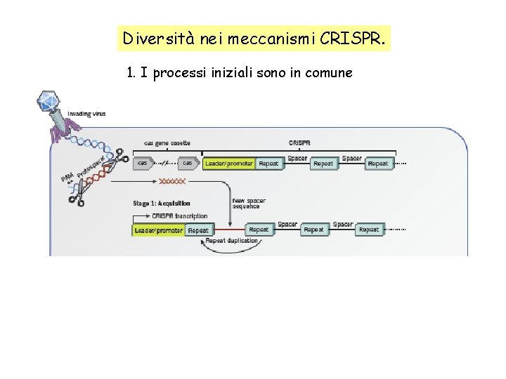 Diversità nei meccanismi CRISPR. 1. I processi iniziali sono in comune 