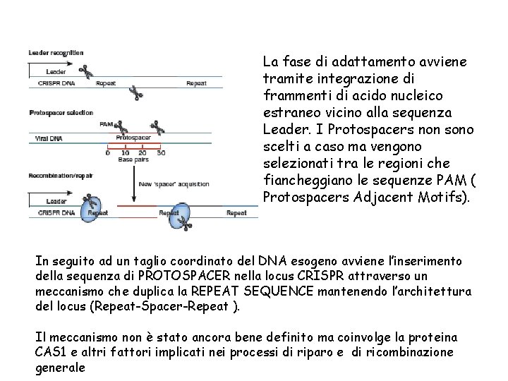 La fase di adattamento avviene tramite integrazione di frammenti di acido nucleico estraneo vicino