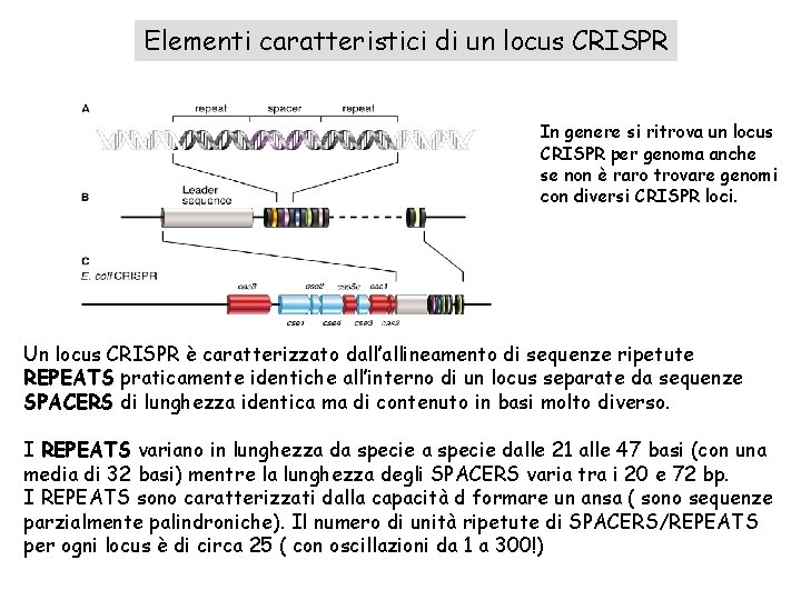 Elementi caratteristici di un locus CRISPR In genere si ritrova un locus CRISPR per