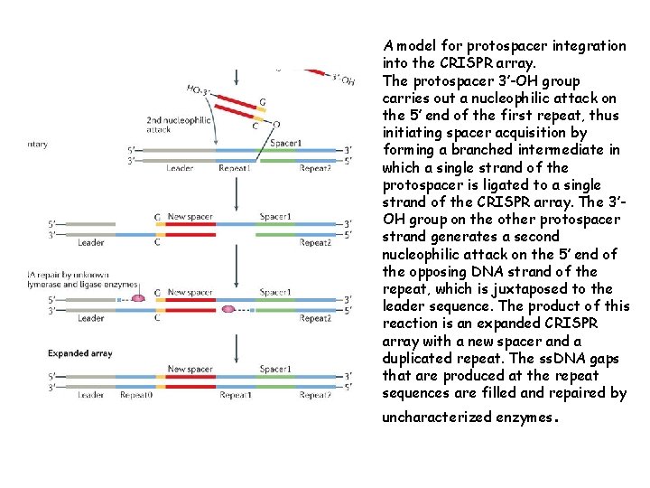 A model for protospacer integration into the CRISPR array. The protospacer 3′-OH group carries