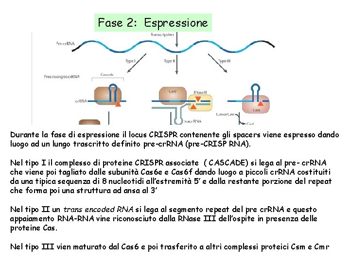 Fase 2: Espressione Durante la fase di espressione il locus CRISPR contenente gli spacers