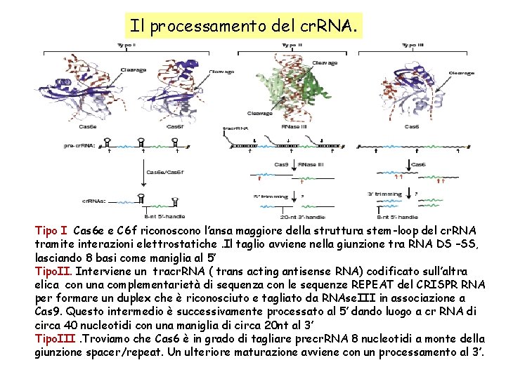 Il processamento del cr. RNA. Tipo I Cas 6 e e C 6 f