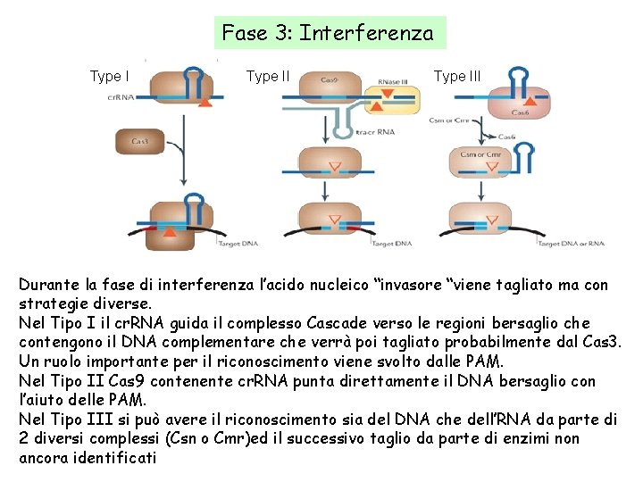 Fase 3: Interferenza Strategie diverse Type III Durante la fase di interferenza l’acido nucleico