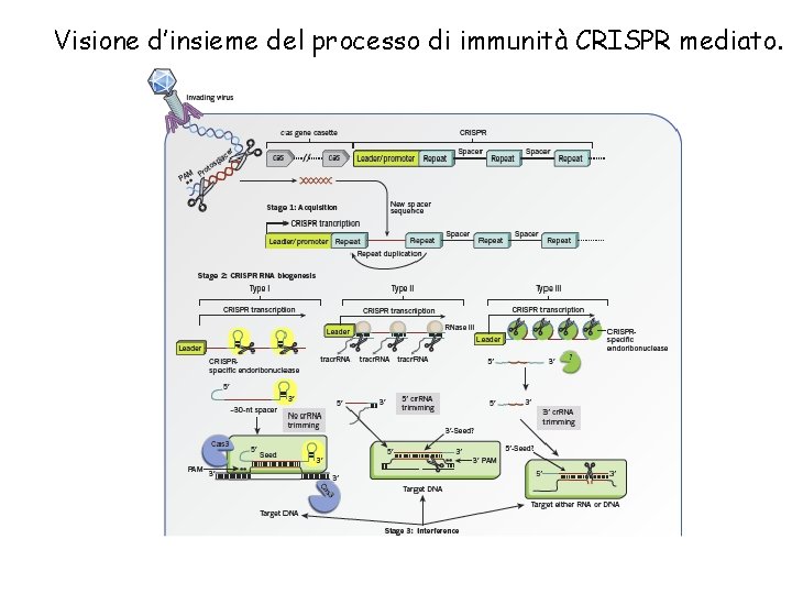 Visione d’insieme del processo di immunità CRISPR mediato. 