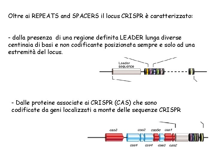 Oltre ai REPEATS and SPACERS il locus CRISPR è caratterizzato: - dalla presenza di