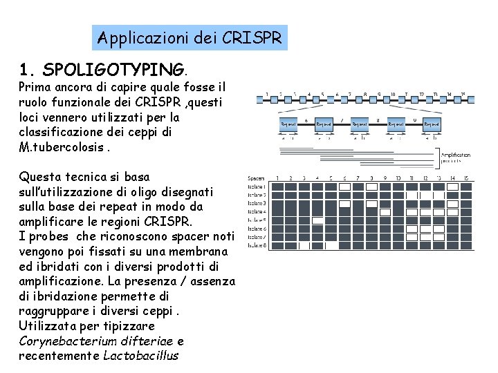 Applicazioni dei CRISPR 1. SPOLIGOTYPING. Prima ancora di capire quale fosse il ruolo funzionale
