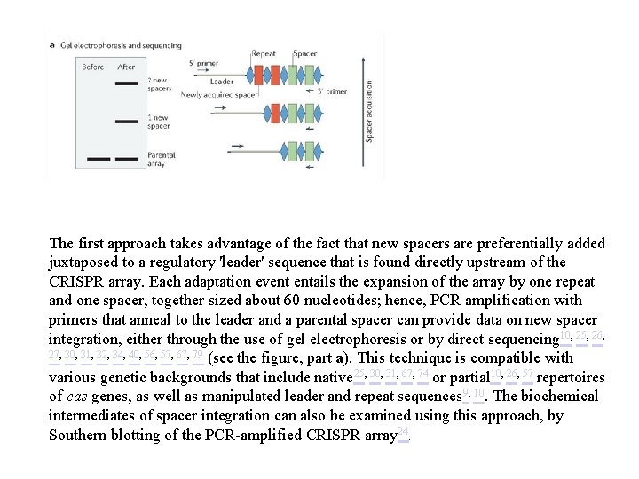 The first approach takes advantage of the fact that new spacers are preferentially added