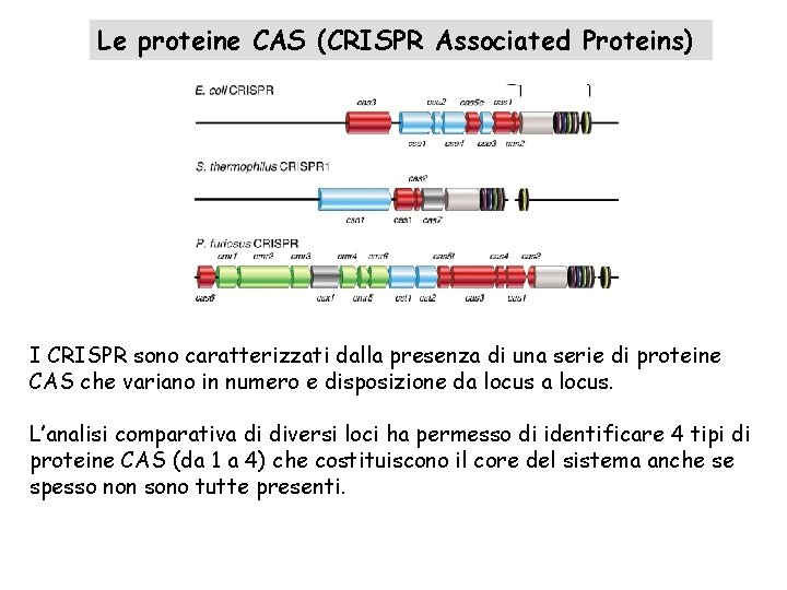 Le proteine CAS (CRISPR Associated Proteins) I CRISPR sono caratterizzati dalla presenza di una