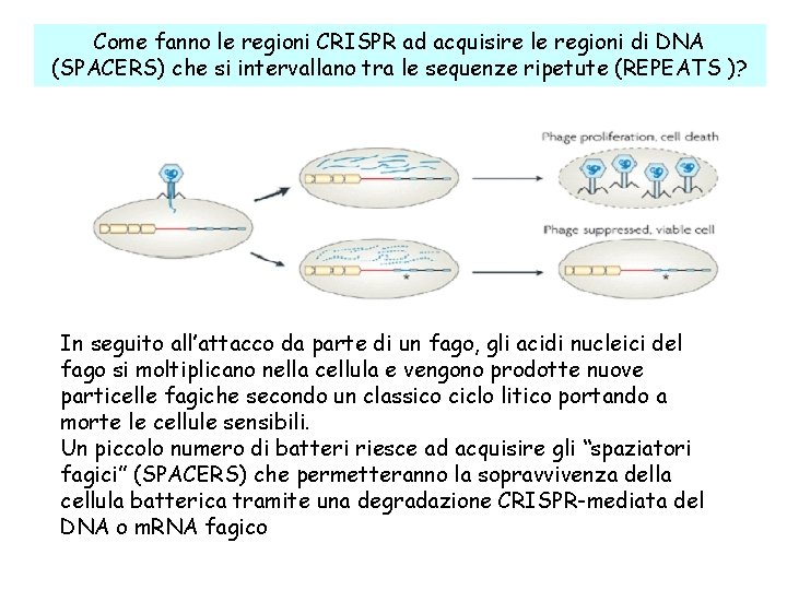 Come fanno le regioni CRISPR ad acquisire le regioni di DNA (SPACERS) che si
