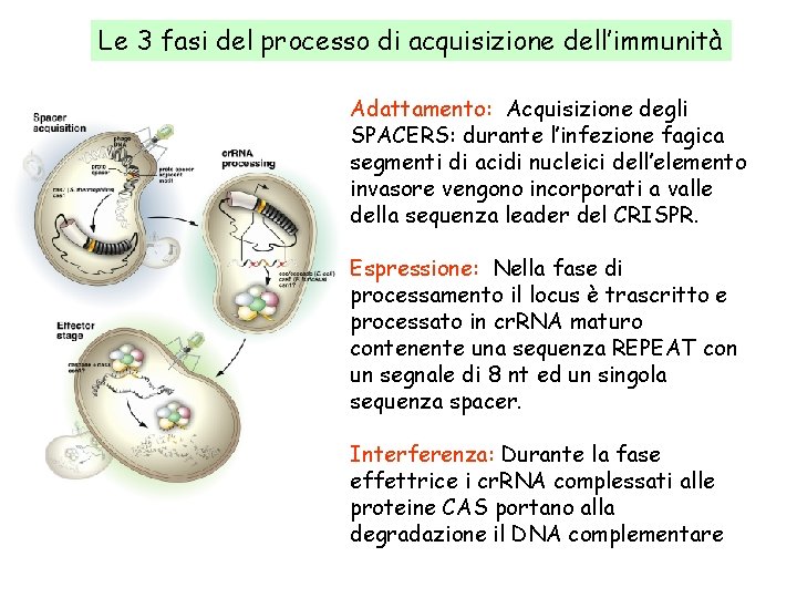 Le 3 fasi del processo di acquisizione dell’immunità Adattamento: Acquisizione degli SPACERS: durante l’infezione