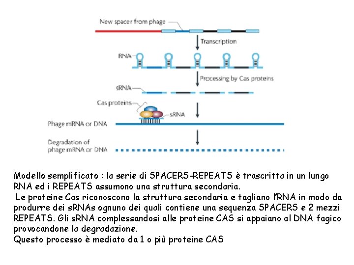 Modello semplificato : la serie di SPACERS-REPEATS è trascritta in un lungo RNA ed