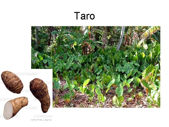 Taro 