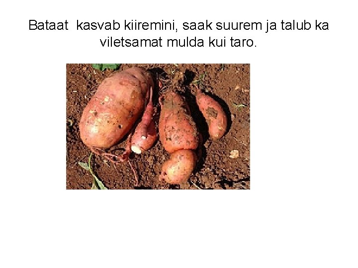 Bataat kasvab kiiremini, saak suurem ja talub ka viletsamat mulda kui taro. 