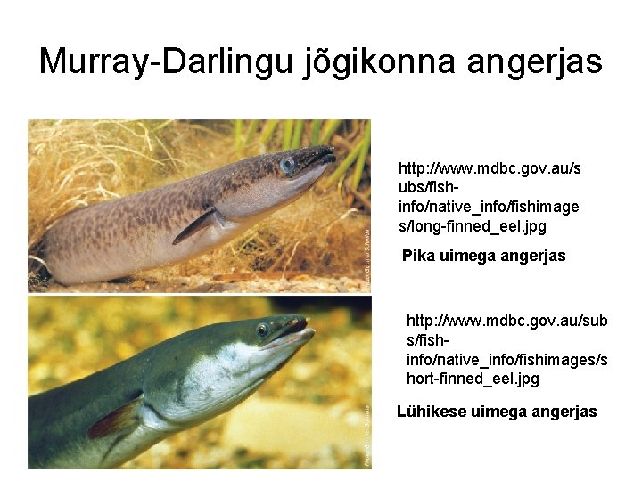 Murray-Darlingu jõgikonna angerjas http: //www. mdbc. gov. au/s ubs/fishinfo/native_info/fishimage s/long-finned_eel. jpg Pika uimega angerjas