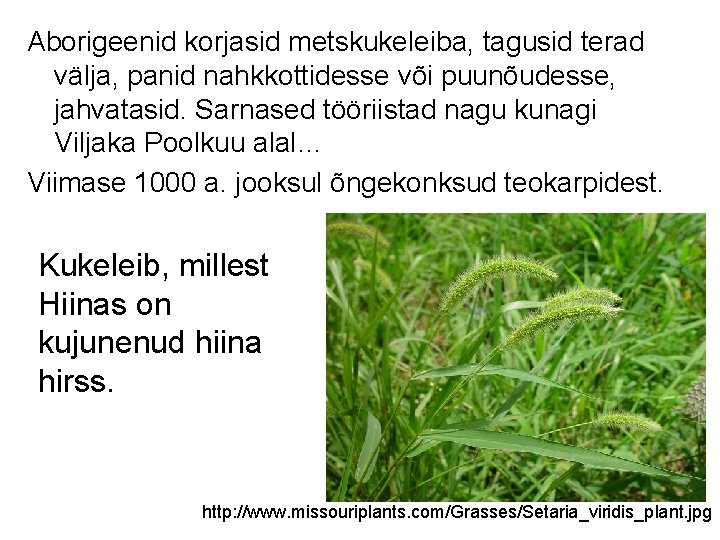 Aborigeenid korjasid metskukeleiba, tagusid terad välja, panid nahkkottidesse või puunõudesse, jahvatasid. Sarnased tööriistad nagu