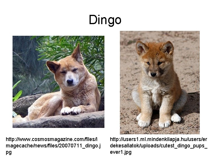 Dingo http: //www. cosmosmagazine. com/files/i magecache/news/files/20070711_dingo. j pg http: //users 1. ml. mindenkilapja. hu/users/er