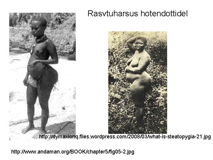 Rasvtuharsus hotendottidel http: //dymaxionq. files. wordpress. com/2008/03/what-is-steatopygia-21. jpg http: //www. andaman. org/BOOK/chapter 5/fig 05