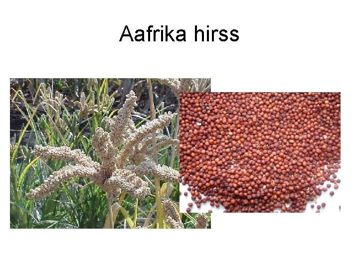 Aafrika hirss 