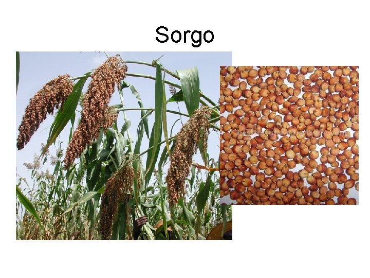 Sorgo 