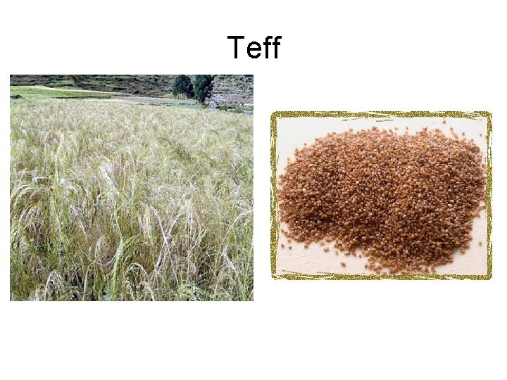 Teff 