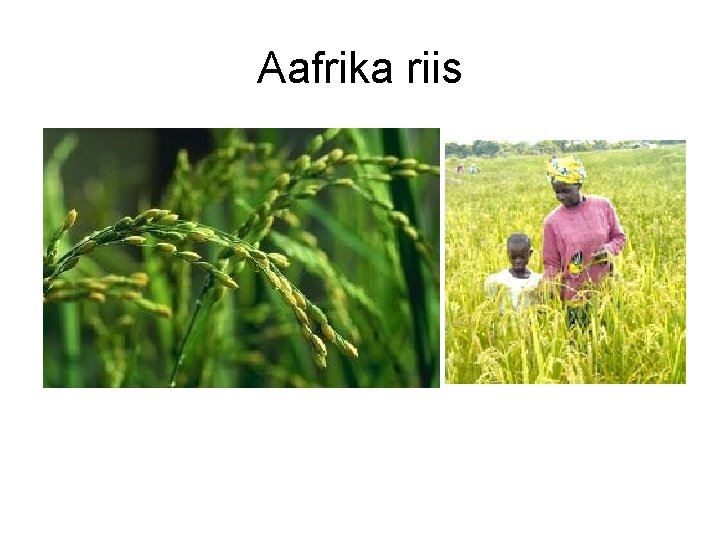 Aafrika riis 