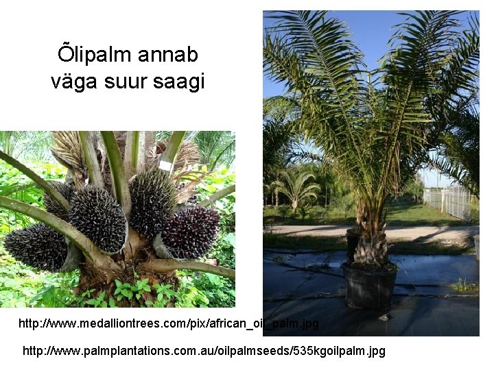 Õlipalm annab väga suur saagi http: //www. medalliontrees. com/pix/african_oil_palm. jpg http: //www. palmplantations. com.