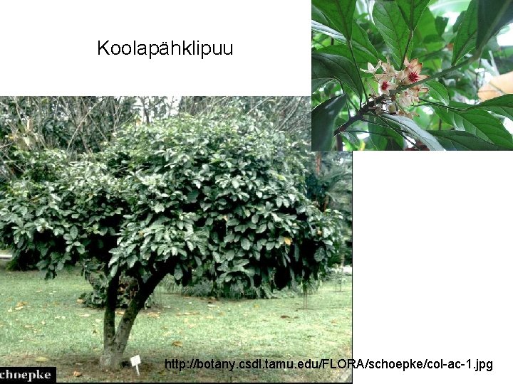 Koolapähklipuu http: //botany. csdl. tamu. edu/FLORA/schoepke/col-ac-1. jpg 