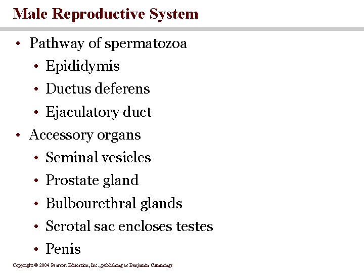 Male Reproductive System • Pathway of spermatozoa • Epididymis • Ductus deferens • Ejaculatory