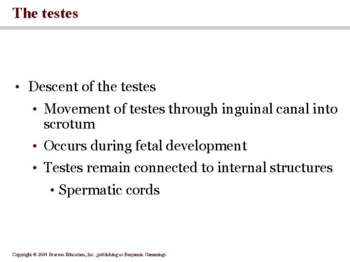 The testes • Descent of the testes • Movement of testes through inguinal canal