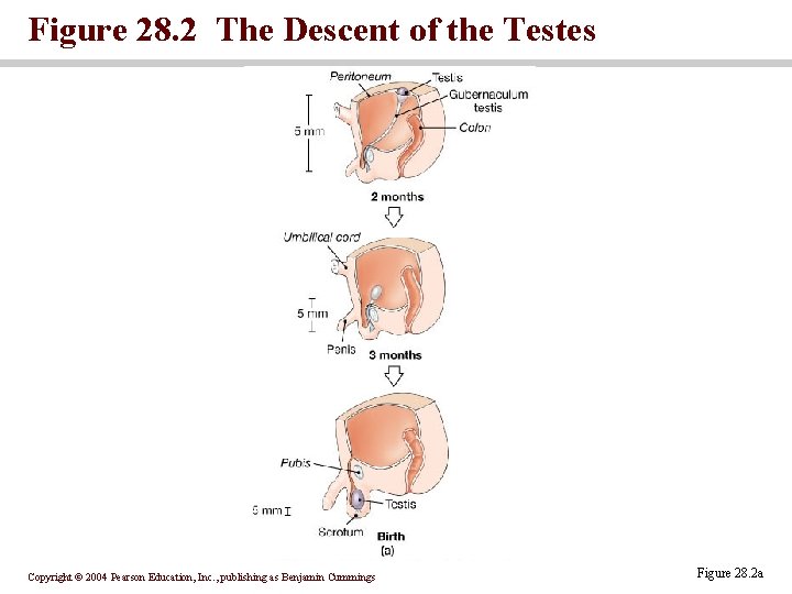 Figure 28. 2 The Descent of the Testes Copyright © 2004 Pearson Education, Inc.