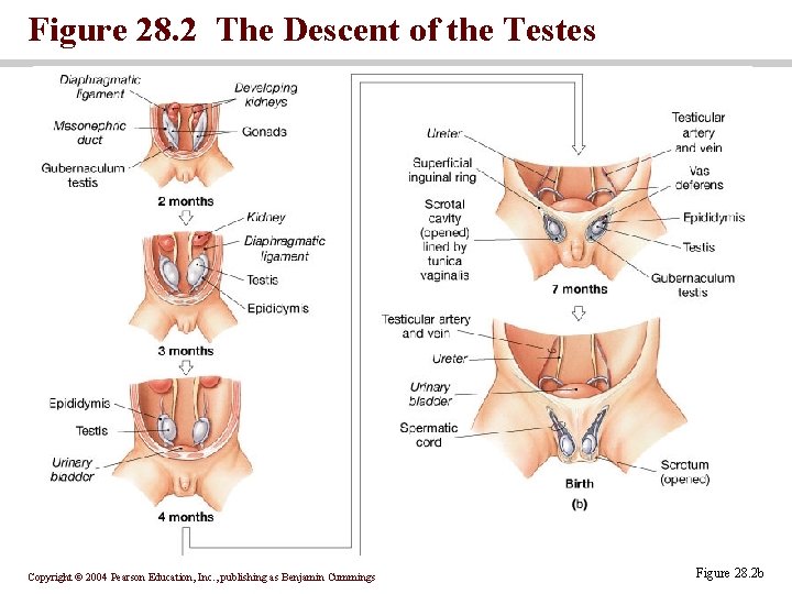 Figure 28. 2 The Descent of the Testes Copyright © 2004 Pearson Education, Inc.