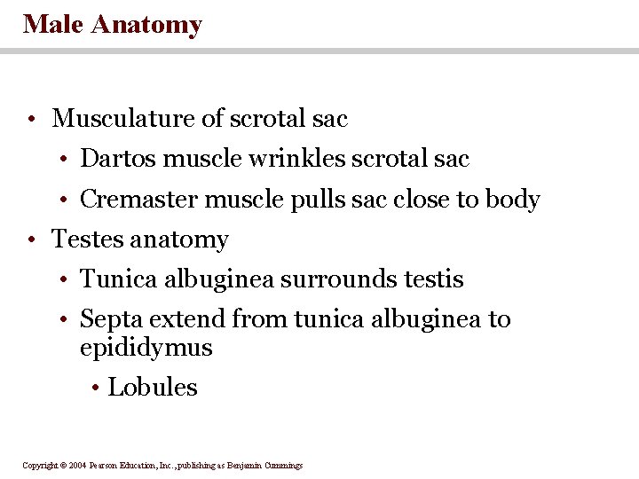 Male Anatomy • Musculature of scrotal sac • Dartos muscle wrinkles scrotal sac •