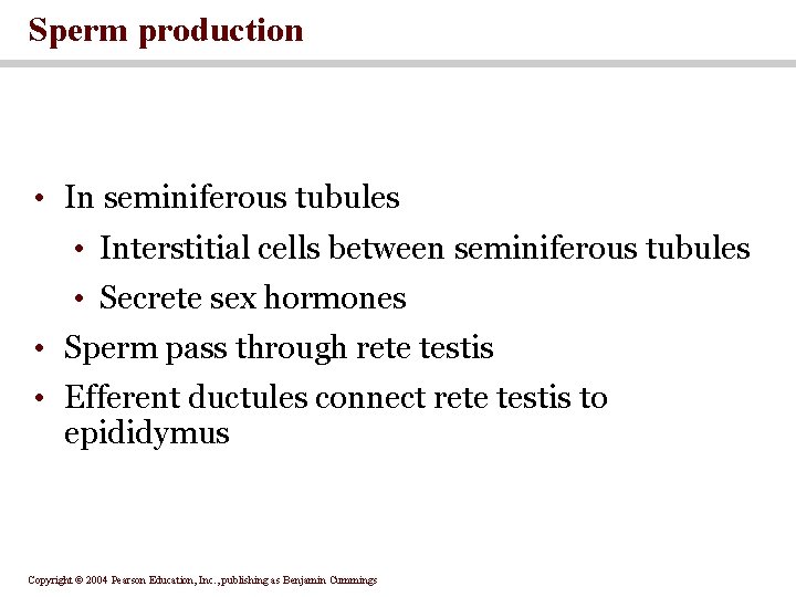 Sperm production • In seminiferous tubules • Interstitial cells between seminiferous tubules • Secrete