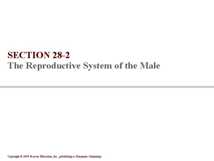 SECTION 28 -2 The Reproductive System of the Male Copyright © 2004 Pearson Education,