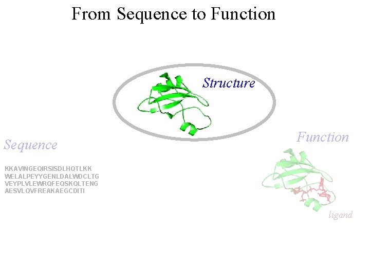 From Sequence to Function Structure Sequence Function KKAVINGEQIRSISDLHQTLKK WELALPEYYGENLDALWDCLTG VEYPLVLEWRQFEQSKQLTENG AESVLQVFREAKAEGCDITI ligand 