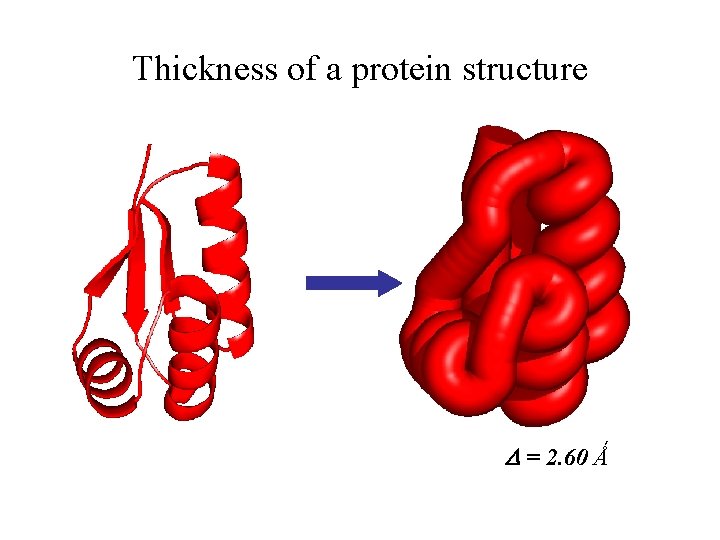 Thickness of a protein structure D = 2. 60 Ǻ 