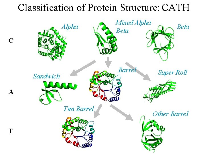 Classification of Protein Structure: CATH Alpha Mixed Alpha Beta C Barrel Sandwich Super Roll