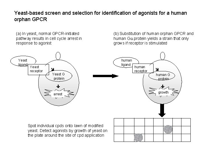 Yeast-based screen and selection for identification of agonists for a human orphan GPCR (a)