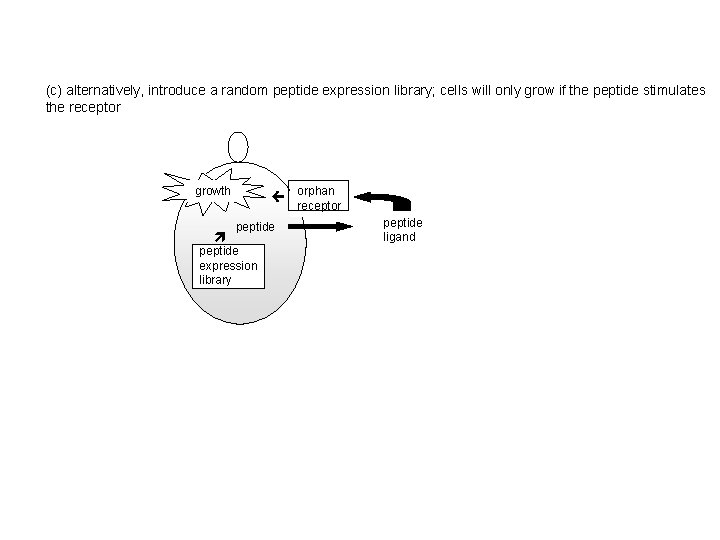 (c) alternatively, introduce a random peptide expression library; cells will only grow if the