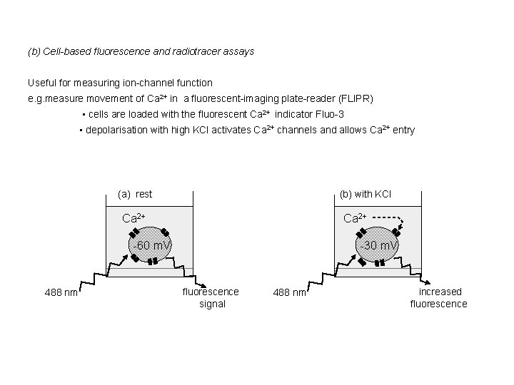 (b) Cell-based fluorescence and radiotracer assays Useful for measuring ion-channel function e. g. measure