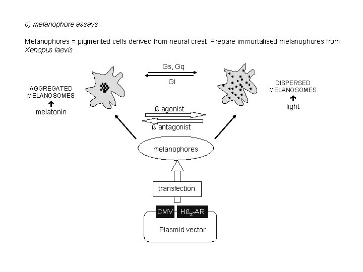 c) melanophore assays Melanophores = pigmented cells derived from neural crest. Prepare immortalised melanophores