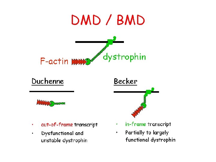 DMD / BMD 