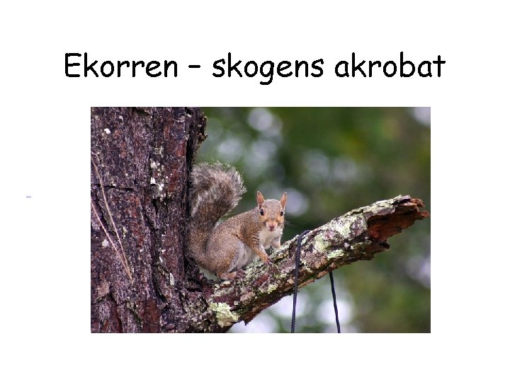 Ekorren – skogens akrobat 