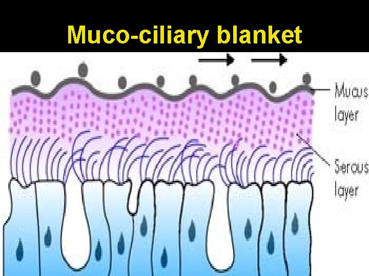Muco-ciliary blanket 