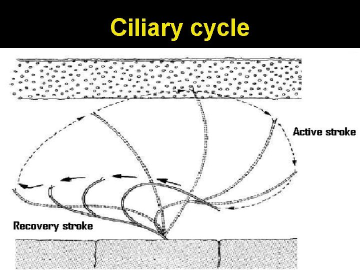 Ciliary cycle 