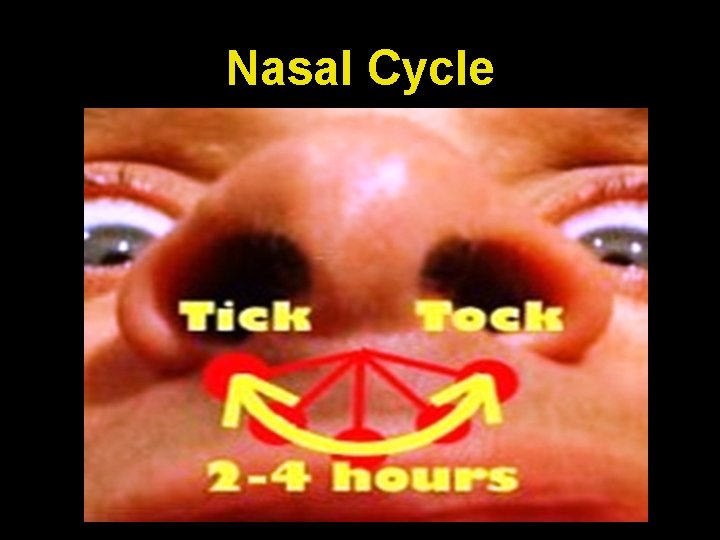 Nasal Cycle 