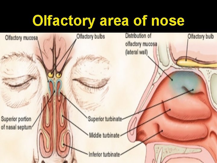 Olfactory area of nose 