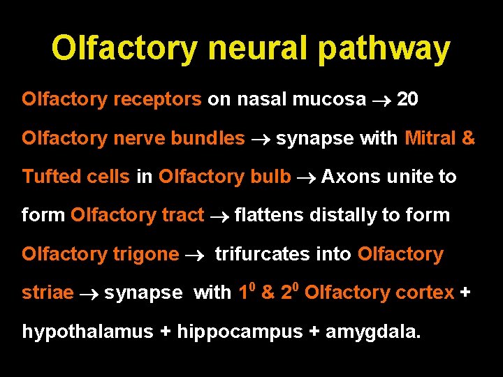 Olfactory neural pathway Olfactory receptors on nasal mucosa 20 Olfactory nerve bundles synapse with